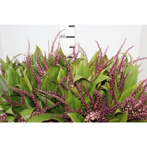 FLOR DE DRACENA FLOR DE DRACENA VINHO