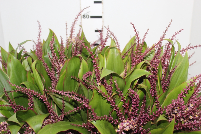 <h4>FLOR DE DRACENA FLOR DE DRACENA VINHO</h4>