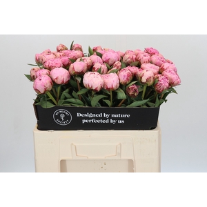 Paeonia Sarah Bernhardt