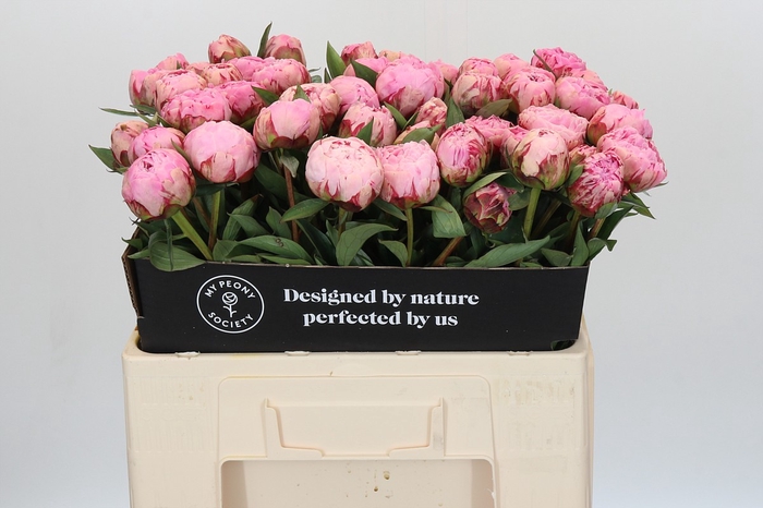 Paeonia Sarah Bernhardt
