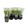 ** Convallaria Majalis 5-8 Branches ** Spring Deal