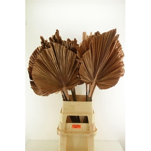 Droog Robusta Bronze