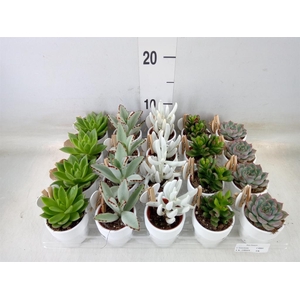 Succulents   ...