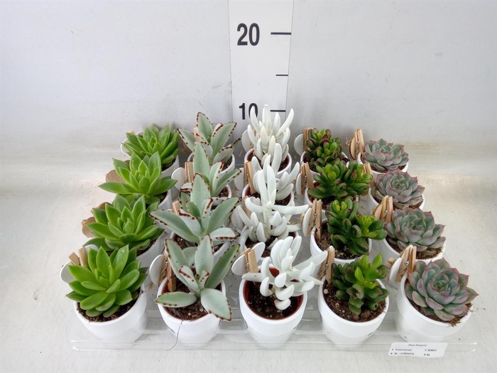 <h4>Succulents   ...</h4>