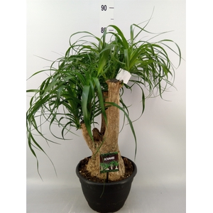 Beaucarnea recurvata