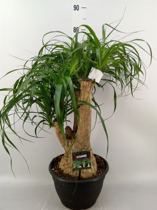 <h4>Beaucarnea recurvata</h4>