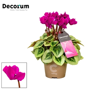 Cyclamen SS Picasso Violet Decorum