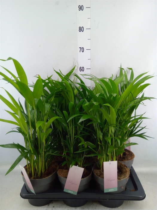 <h4>Dypsis lutescens   ...Chrysalidoca</h4>