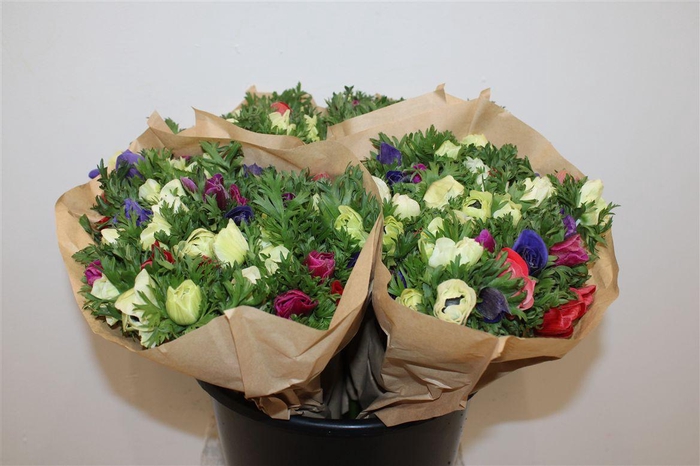 <h4>Anem Marianne Mixed</h4>