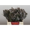 Kaaps Groen Silver Brunia