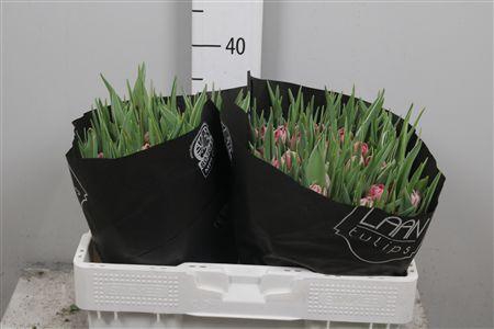 <h4>Tu Du Flash Point</h4>