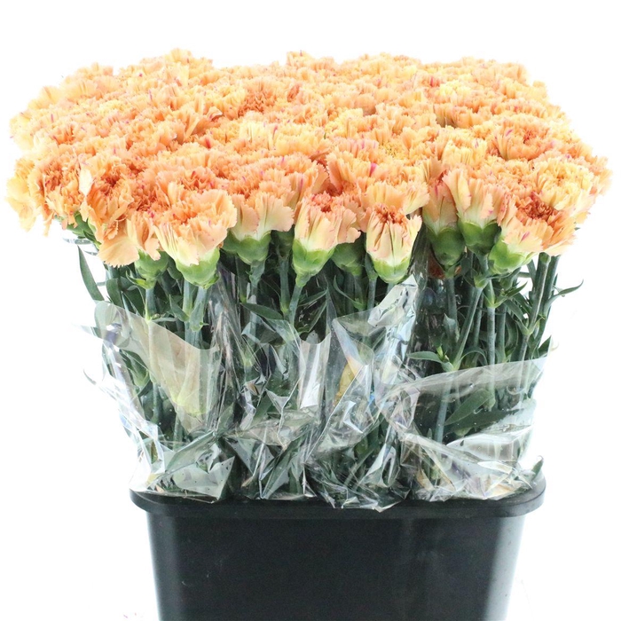 <h4>Di St Dafne Oker Colour X 160</h4>