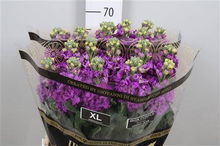 <h4>Matth Iron Purple</h4>