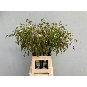 CHASMANTH LATIFOLIUM