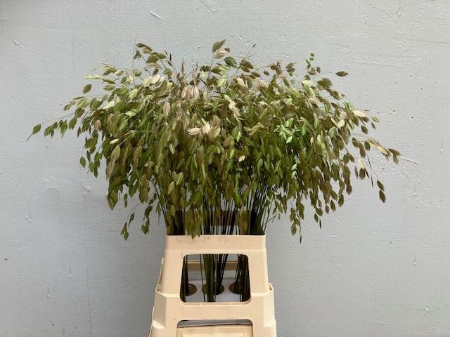 <h4>CHASMANTH LATIFOLIUM</h4>