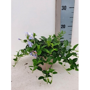 Vinca Minor