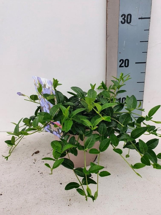 <h4>Vinca Minor</h4>