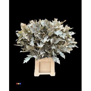 Quercus Klb Frosted Apricot 80cm GK