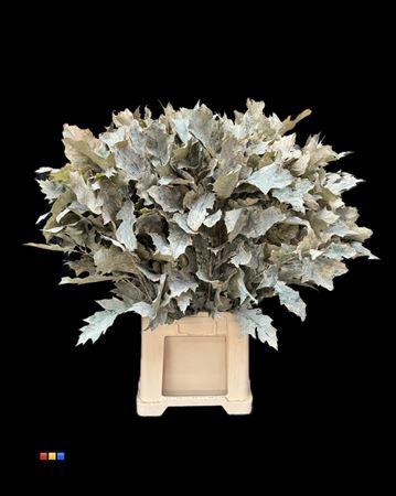 <h4>Quercus Klb Frosted Apricot 80cm GK</h4>