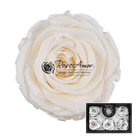 <h4>Pr 1 Cha89 Xl</h4>