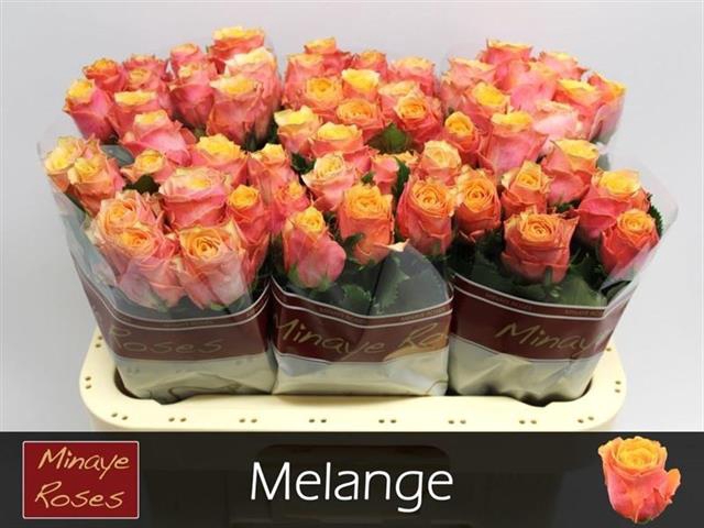 R GR MELANGE