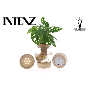 Monstera obliqua Leichtlinii