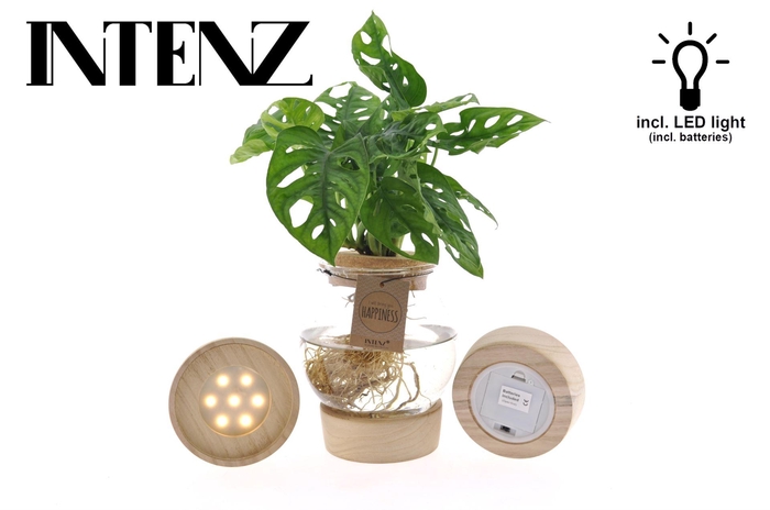 <h4>Monstera obliqua Leichtlinii</h4>