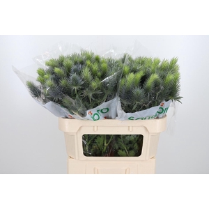 Eryn Pacifi Blue Sky