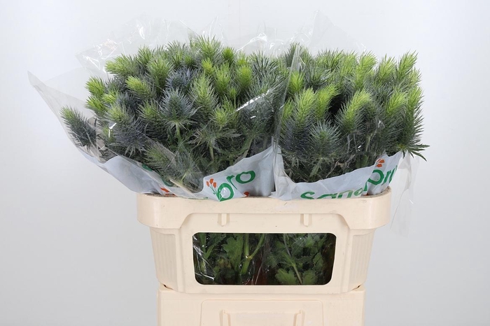 <h4>Eryn Pacifi Blue Sky</h4>