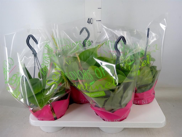 <h4>Philodendron scand.</h4>