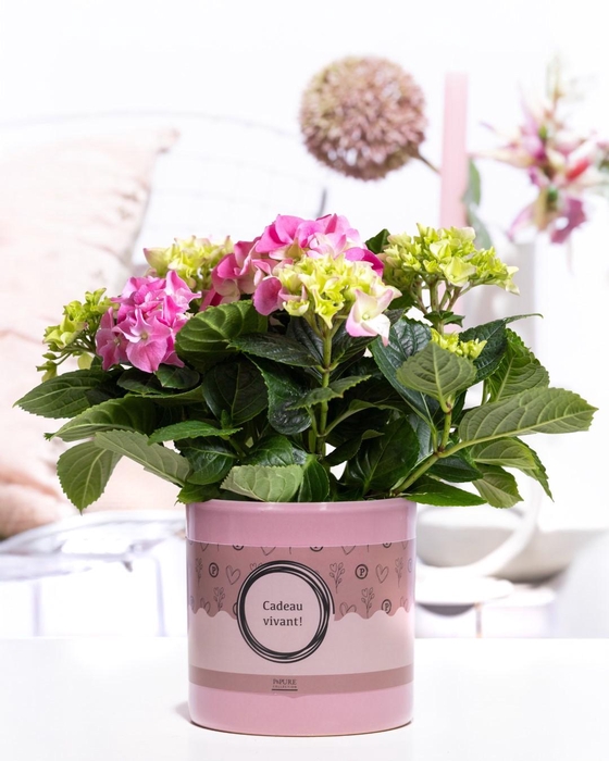 <h4>Hydrangea pink in P&P cadeau concept: CADEAU VIVANT!</h4>