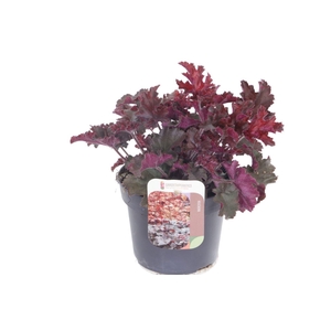 Heuchera Melting Fire
