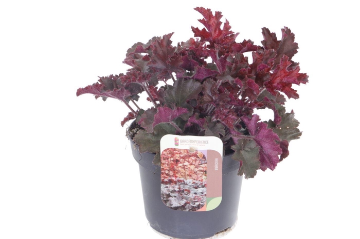 <h4>Heuchera Melting Fire</h4>