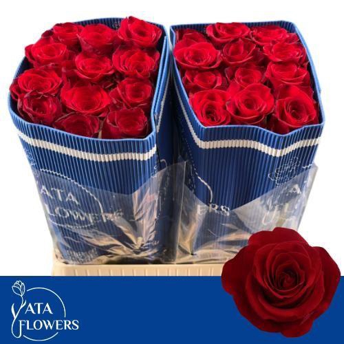 <h4>R Gr Freedom L7 W</h4>