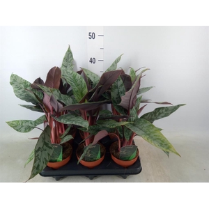 Apoballis acuminatissima