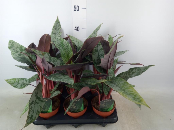 <h4>Apoballis acuminatissima</h4>