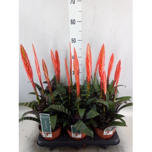 Vriesea  'Era'
