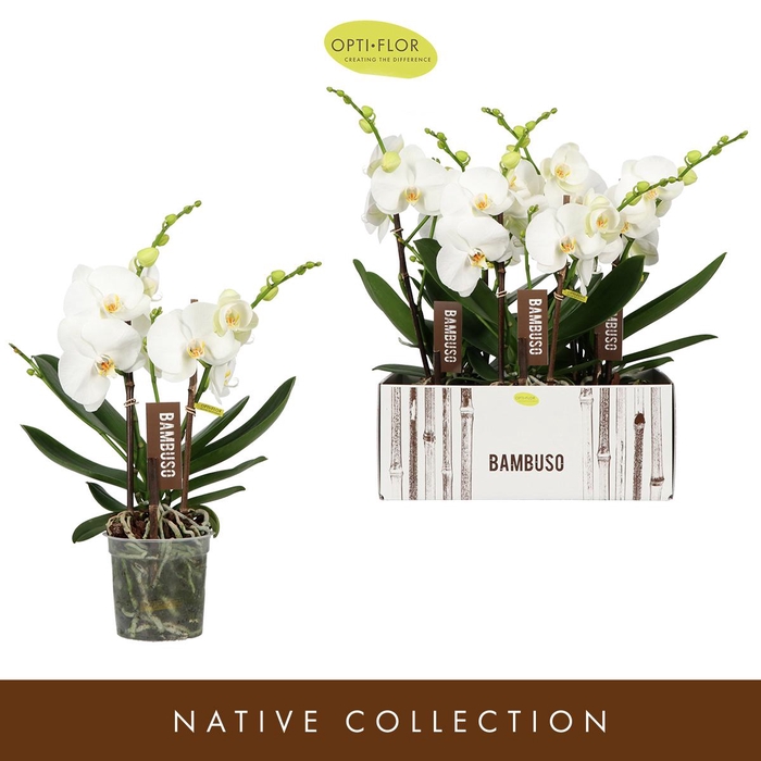 <h4>Bambuso Sequoia >2 spike</h4>