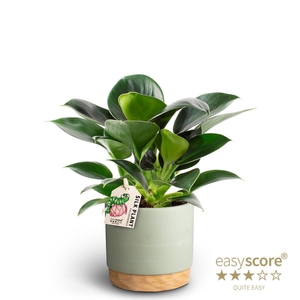 PHILODENDRON ERUBESCENS P10 WB GREEN