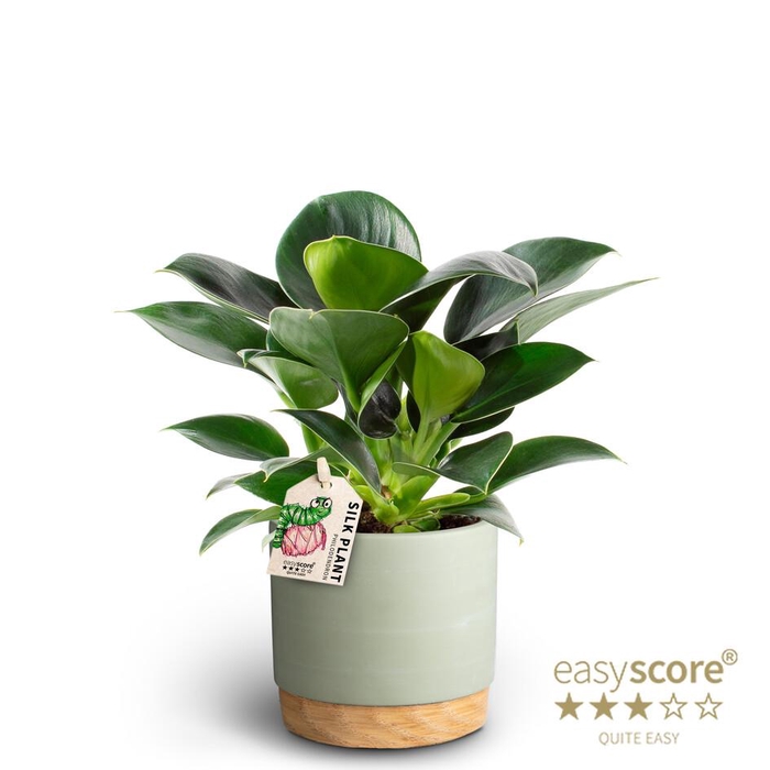 <h4>PHILODENDRON ERUBESCENS P10 WB GREEN</h4>