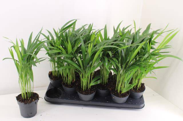 <h4>DYPSIS LUTESCENS</h4>