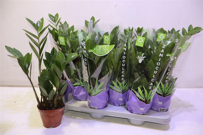 <h4>arr8 Zamio Zamiifolia</h4>