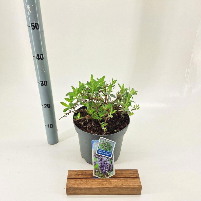 Buddleja Butterfly Candy Lila Sweet