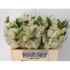 Helleborus or Double Ellen White