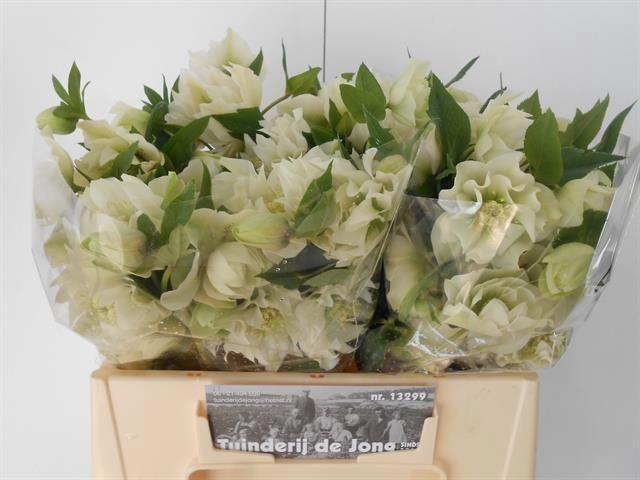 <h4>Helleborus or Double Ellen White</h4>