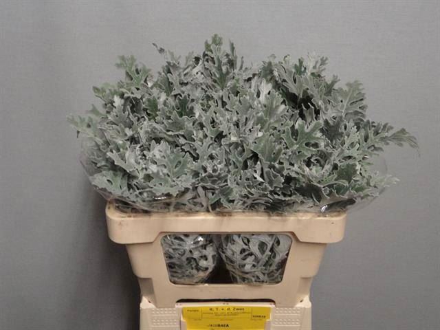 <h4>JACOBAEA MARITIMA</h4>