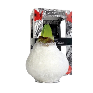 Amaryllis Touch of Wax Glamour White 6x1, rode bloem, Karton Giftbox
