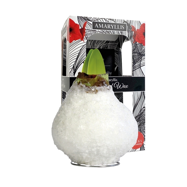 <h4>Amaryllis Touch of Wax Glamour White 6x1, rode bloem, Karton Giftbox</h4>