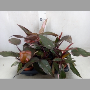 Philodendron   ...