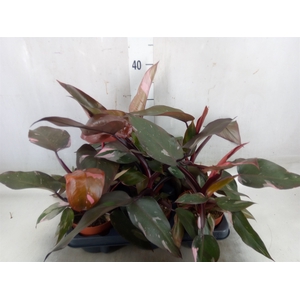 Philodendron   ...